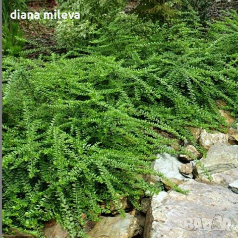  Лоницера, Lonicera nitida Elegant, вечнозелена и студоустойчива!!, снимка 1