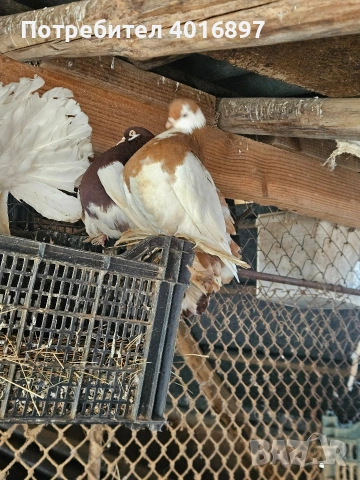 Двойки гълъби фенерлии и волшки, снимка 4 - Гълъби - 53883475