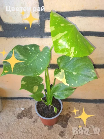 Комплект от три вида monstera, може и по отделно, снимка 16 - Стайни растения - 56123987
