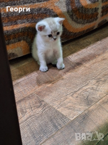 Британски късокосмести, снимка 5 - Британска късокосместа - 54100765