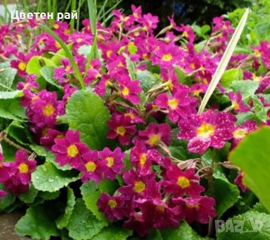 Домашна иглика с грудка , снимка 11 - Градински цветя и растения - 51949012