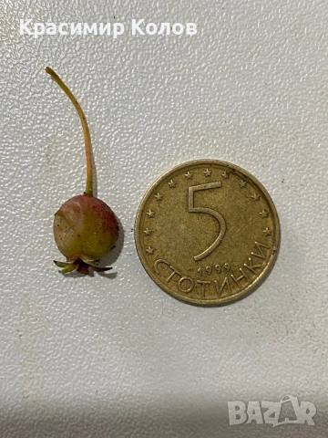 Ягодова мирта, чилийска гуава, Ugni molinae, растения плододаващи, екзотични, снимка 6 - Градински цветя и растения - 52516873