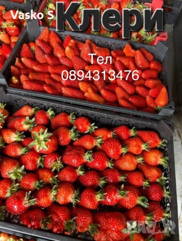 Ягоди, снимка 8 - Сортови семена и луковици - 53893119