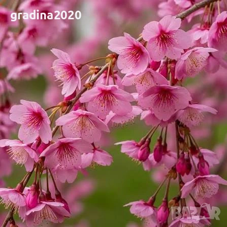 Плачеща японска вишна – Prunus ‘Pendula Rubra’
