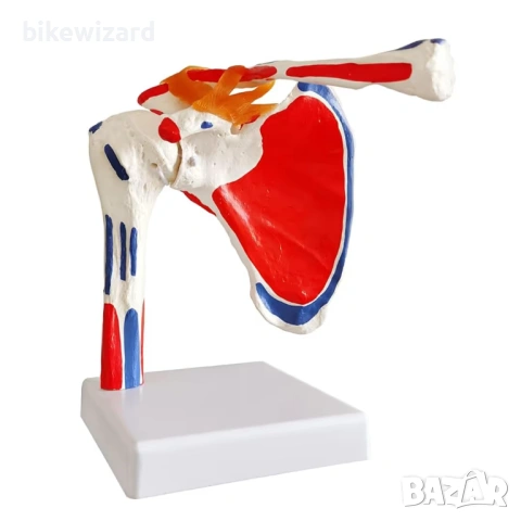 Модел на раменна става - медицински анатомичен модел НОВ, снимка 4 - Медицинска апаратура - 53263507