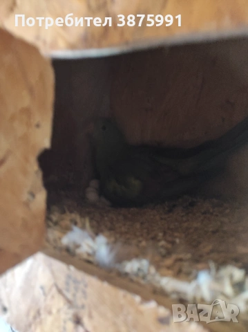 Продавам планински папагал женски, снимка 4 - Папагали - 47917540