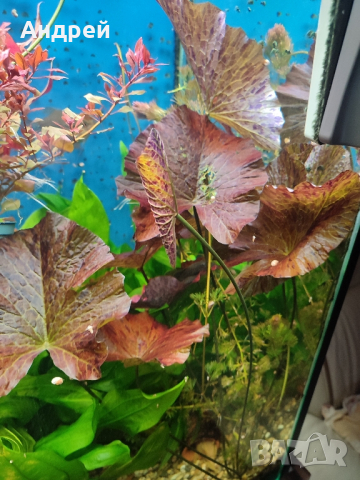 Нимфеа лотус червена, снимка 4 - Рибки - 40821275