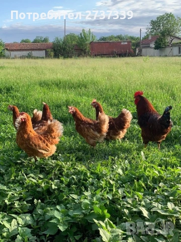 Ломан браун кокошки