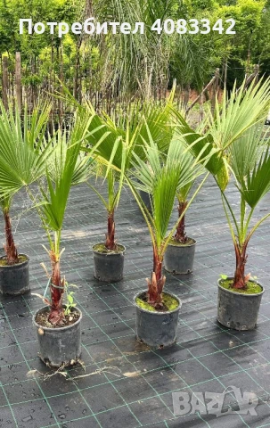 Вашингтония 