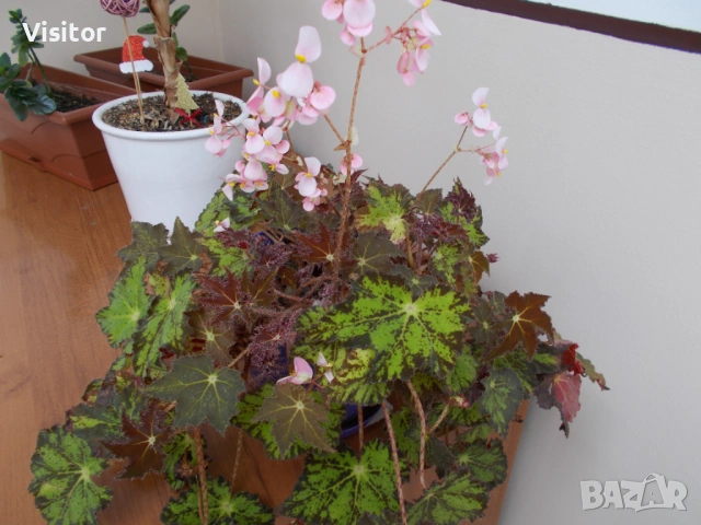 фотоапарат Nikon CoolPix L27  - 16MPx, снимка 15 - Фотоапарати - 54254749