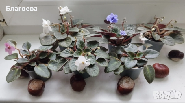 Стайна теменужка - комплект 5 бр