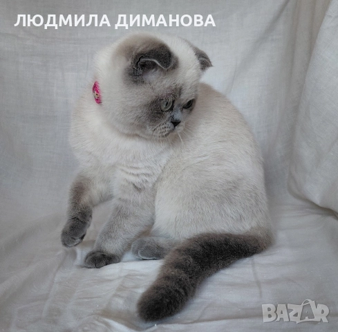 Шотландско момиче със сини очи. , снимка 5 - Британска късокосместа - 52646655