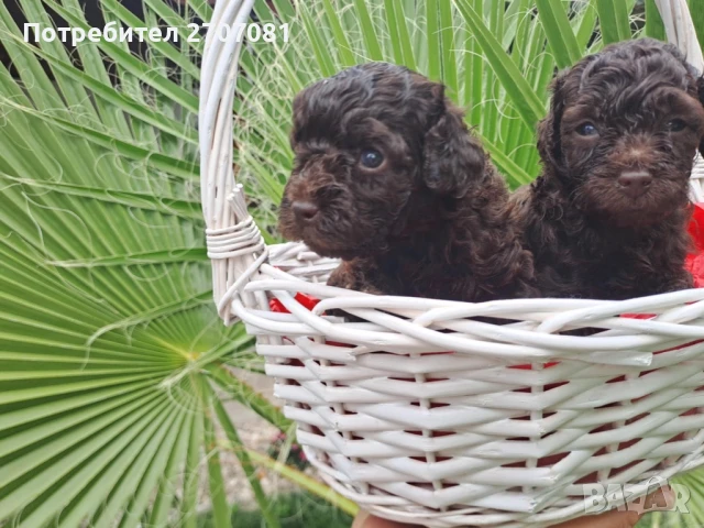 Шоколадови Пудели, снимка 12 - Пудели - 51360640