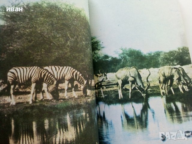 Сред Животните на Африка - Б.Гжимек - 1982г., снимка 5 - Други - 37815688