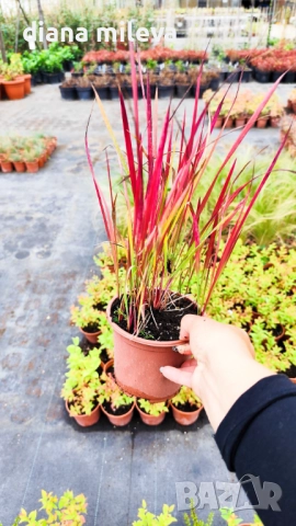 Промо пакет от 6 бр студоустойчиви растения, снимка 8 - Градински цветя и растения - 52111446