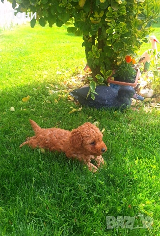 Той Пудел мини , снимка 7 - Пудели - 54179730