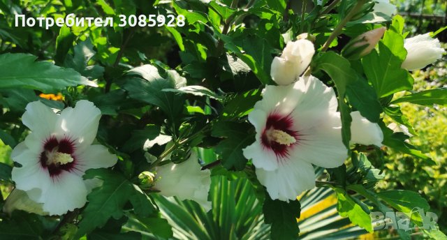👌👌👌 Hibiscus syriacus, наричан роза на Шарон , снимка 2 - Разсади - 37402411