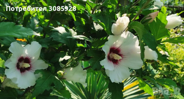 👌👌👌 Hibiscus syriacus, наричан роза на Шарон 