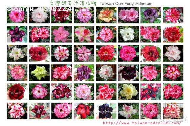 Промоция !!! ПУСТИННА РОЗА Подходящ за Бонсаи, снимка 8 - Градински цветя и растения - 42098973
