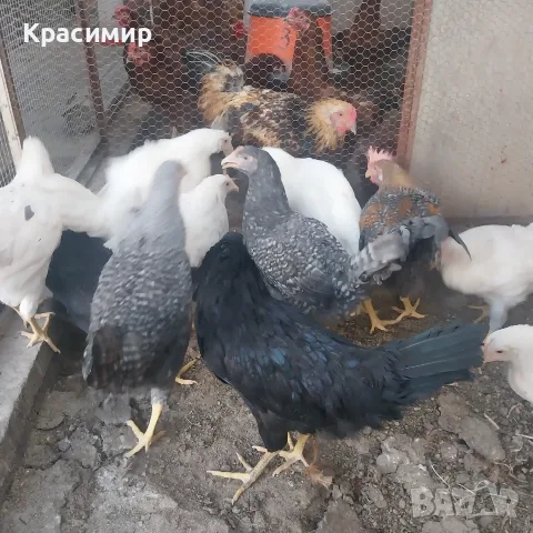 Ярки и петлета (селски), снимка 5 - Кокошки и пуйки - 56070860