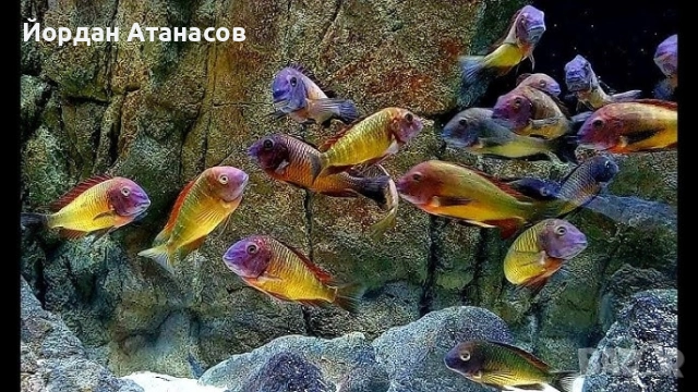 Продавам млади tropheus-и, снимка 2 - Рибки - 52674121