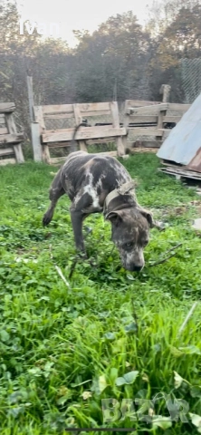 Женски питбул, снимка 2 - Питбул - 52172619