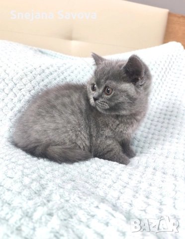британска късокосместа котка , снимка 1