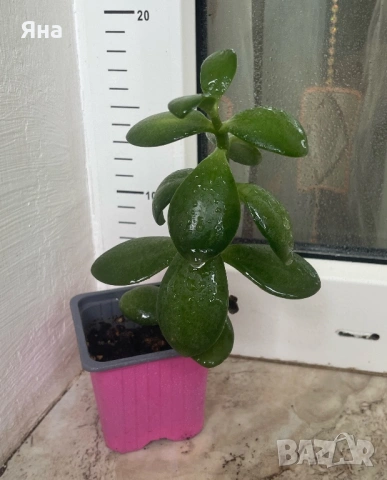 Красула- Дърво на живота