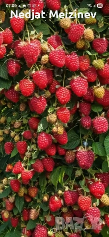 Ягоди в саксая, снимка 4 - Градински цветя и растения - 54190234