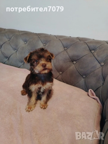 Йоркширски териер, мини, кафяво, шоколадово