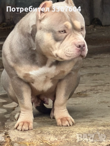 Американско були покет , снимка 3 - Други - 52807210