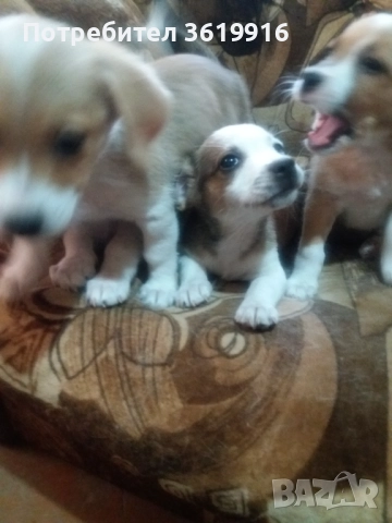 Подарявам кученца на 50дни малки за двор и апартамент, снимка 1