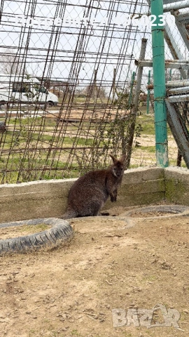 Кенгуру Валаби (ръждивоврато кенгуру) , снимка 4 - Други животни - 53910179