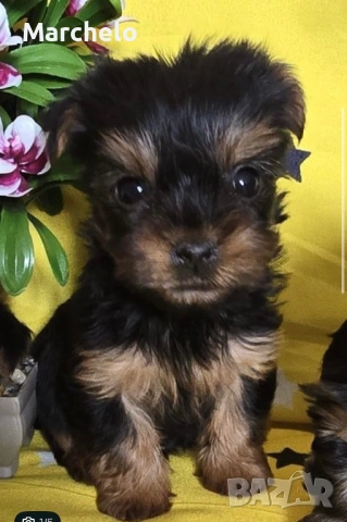 Йорки 2 месеца, снимка 6 - Йоркширски териер - 54030024