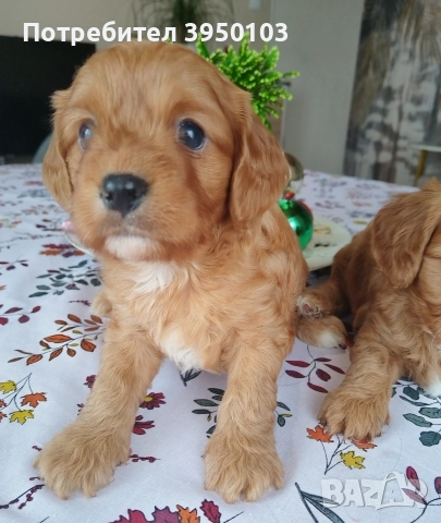 Кавапу/Мини пудел, снимка 4 - Кавалер кинг чарлз шпаньол - 52583181