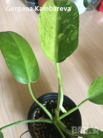 Philodendron Jose Buono , снимка 2 - Стайни растения - 51050344