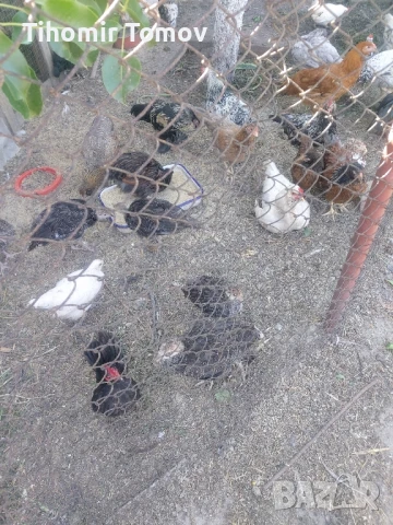 продавам ярки петлета пуйчета , снимка 9 - Кокошки и пуйки - 51065532