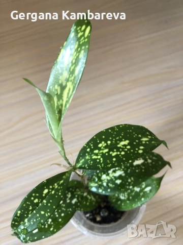 Dracaena surculosa Florida Beauty , снимка 3 - Стайни растения - 55779359