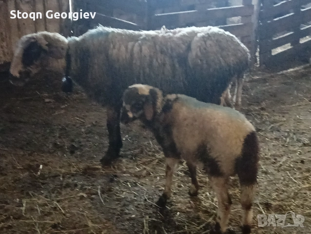 Овце с агнета, снимка 4 - Овце - 54277413