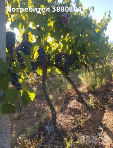 Грозде широко мелнишко, снимка 3 - Домашни продукти - 56121259