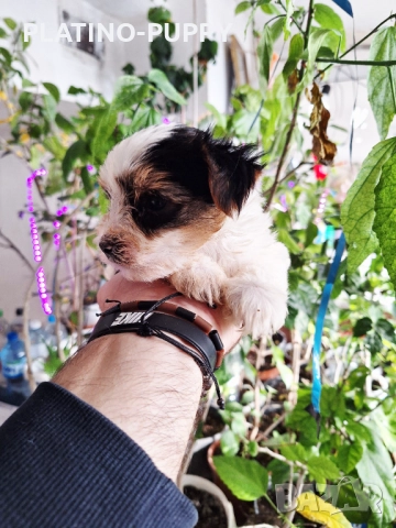 Йорки Бивер, снимка 8 - Йоркширски териер - 52834176