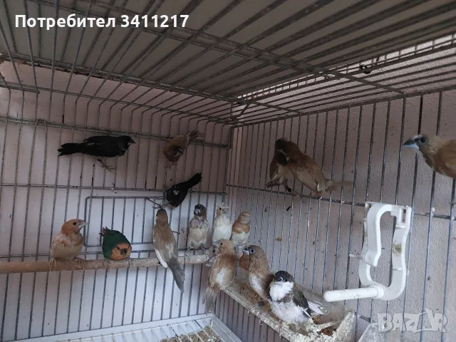 продавам амадини 