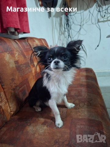 Мъжки чихуахуа търси женска, снимка 8 - Чихуахуа - 52471162