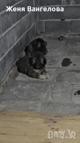 Кавказка овчарка бебе, снимка 4 - Кавказка овчарка - 56404322