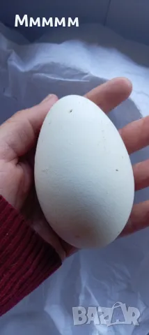 Продавам заплодени яйца от гъски порода Линда. , снимка 1
