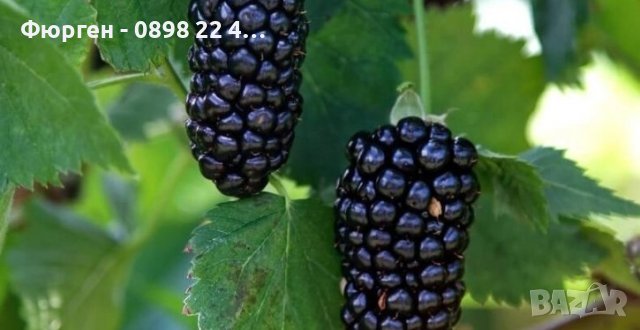 Къпина Натчез /Rubus fruticosus Natchez /, снимка 3 - Разсади - 42314684