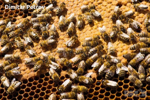 Пчелни майки и отводки сезон 2024 , снимка 7 - Други животни - 31646927