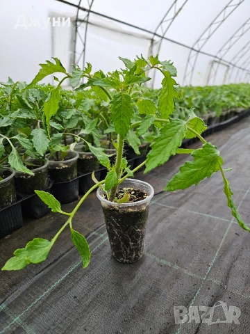Разсад домати 