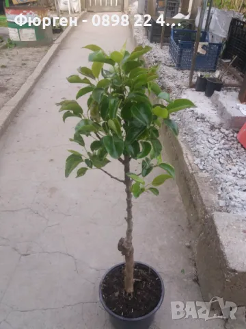 Мини Дръвчета Облагородени и Студоустойчиви, снимка 10 - Разсади - 49334670