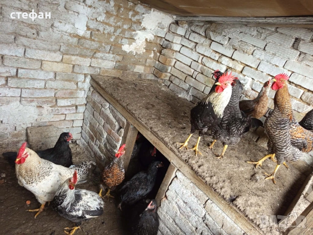 Продавам красиви петлета, снимка 2 - други­ - 53005841